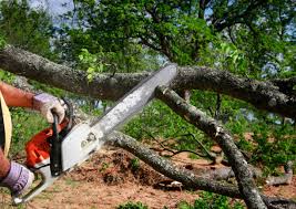 How Our Tree Care Process Works  in  Sycamore, GA