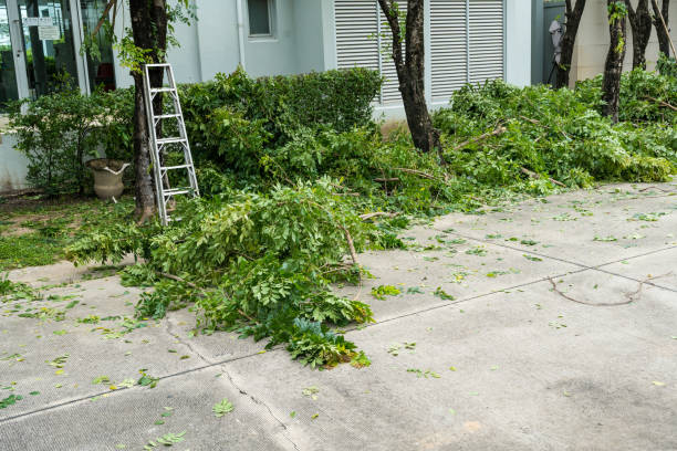 Best Root Management and Removal  in Sycamore, GA