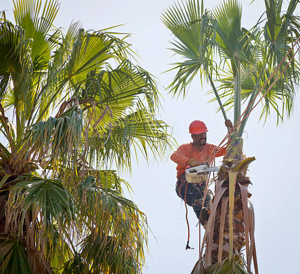 Best Hazardous Tree Removal  in Sycamore, GA