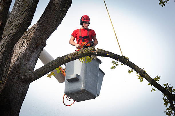 Professional Tree Services in Sycamore, GA